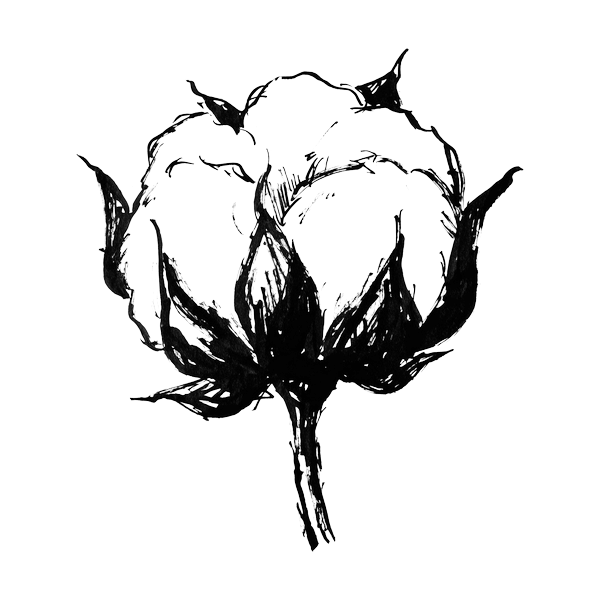 Illustration einer Baumwollkapsel
